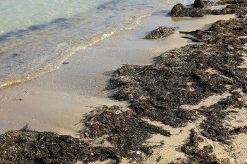 A pile of rotting seaweed on the edge of the beach in Sopot, Poland