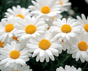 Fototapeta premium White Daisies Blooming Garden Closeup.