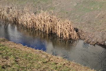 Dry reeds can be seen at the edge of a narrow water canal during a snowless winter