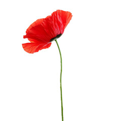 A single red poppy flower with a long green stem against a white background