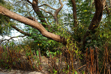Trees growing on a coastal dune in Sopot, Poland