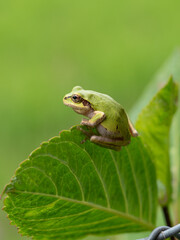 Japanese tree frog (Hyla japonica) perched on a green leaf