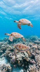 Fototapeta premium Three Sea Turtles Swimming Together in Crystal Clear Blue Tropical Ocean Waters Near Coral Reef, Underwater Photography, Wallpaper