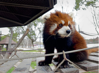 Little red panda