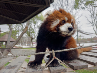 Fototapeta premium Little red panda