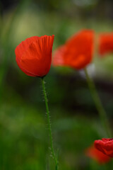 Obraz premium Vivid red poppies swaying gently in the breeze of a sunlit meadow during early spring