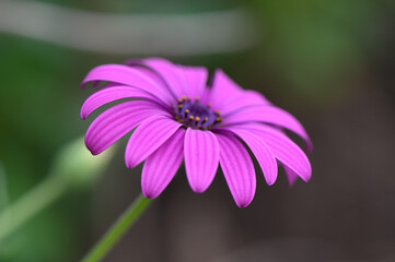 Obraz premium Vibrant purple flower emits beauty in a serene garden setting under soft daylight