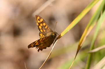 Graceful butterfly resting on a blade of grass in a sunlit meadow during warm spring afternoon