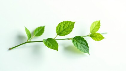 Delicate branch with leaves isolated on white background, white, branch, greenery