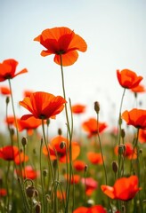 Obraz premium Vibrant red poppies sway gently in a sun-drenched field, bright, nature, design