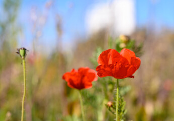 Fototapeta premium Vivid red poppies bloom under a bright blue sky, showcasing nature's beauty in a tranquil setting during the early afternoon