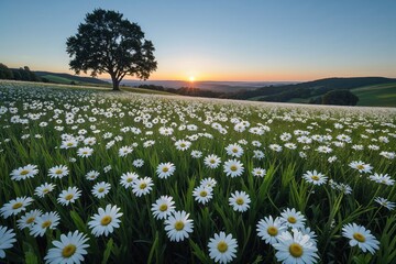 A serene sunset paints a sprawling field of daisies, a solitary oak tree silhouetted against the...