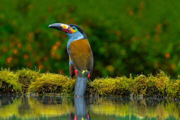 The mountain plate-billed toucan is native to the western slopes of Ecuador and extreme southern Colombia, and inhabits the high-altitude moist montane forests of the Andes.