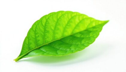 Obraz premium Fresh green leaf isolated on white background, single, plant