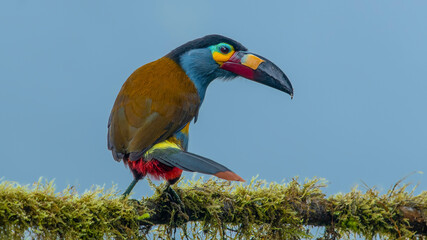 The mountain plate-billed toucan is native to the western slopes of Ecuador and extreme southern Colombia, and inhabits the high-altitude moist montane forests of the Andes.
