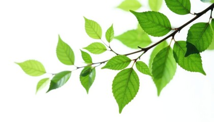 Fototapeta premium Leafy branches with delicate stems isolated on white background, botanical, garden