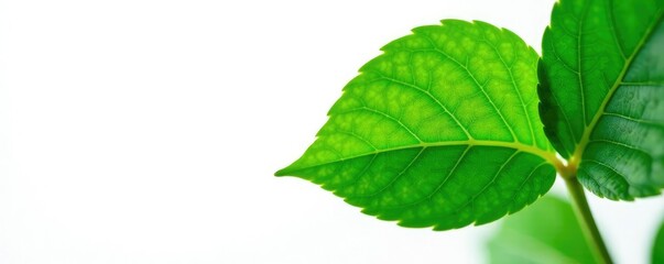 Fototapeta premium Leafy green foliage with intricate veins isolated on white background, nature photography, closeup, green