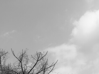春の少し霞んだ青空と雲と枝モノクロ01