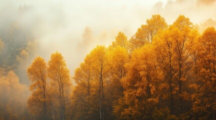 Fototapeta premium A foggy autumn morning with golden trees fading into the mist