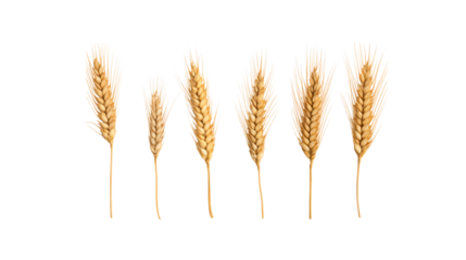 Golden Wheat Stalks on White Background Food Texture