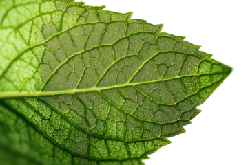 A close-up of a green mint leaf on a white background.