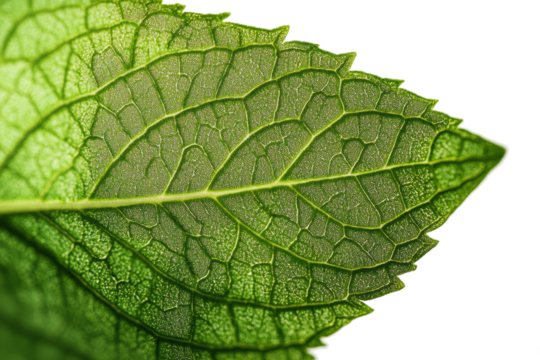 A close-up of a green mint leaf on a white background.