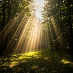 Generative AI Sunbeams Forest Path: Dreamy Woodland Scene forest sunlight sunbeams trees path grass woods woodland nature green tranquility peace wonder serenity magic - High Quality Image