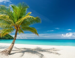 palm tree on a white sand beach and blue sea sunny day summer and vacation concept