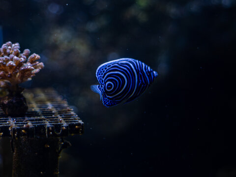Close up shot of an Emperor Angelfish found at Odysseo, Mauritius