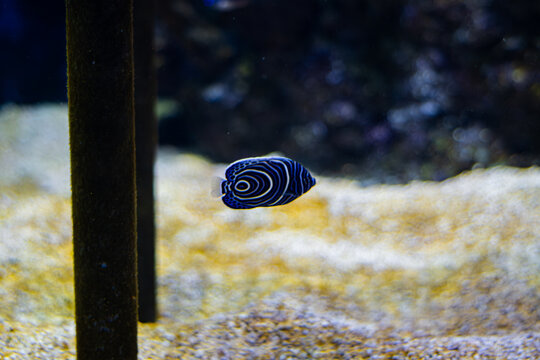 Close up shot of an Emperor Angelfish found at Odysseo, Mauritius