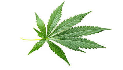 A single cannabis leaf is isolated against a white background. The leaf is green with serrated edges and a central stem. It has a distinctive palmate shape with multiple leaflets radiating from a cent