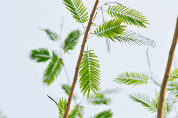 Naklejka premium Acacia pennata, Tropical Acacia or Climbing wattle or Acacia, Cha om or FABACEAE or LEGUMINOSAE or MIMOSOIDEAE or MIMOSACEAE