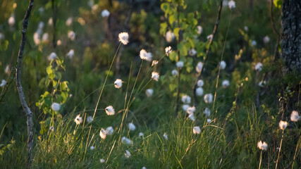 Evening sunlight illuminating white fluffy plants in the forests of Finland in summer