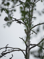 A woodpecker on the trunk of an old, dried pine tree in the forests of Finland in summer