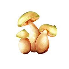 Dreamy Triple Mushrooms in a Cozy Fantasy Setting – Whimsical and Aesthetic Nature Illustration