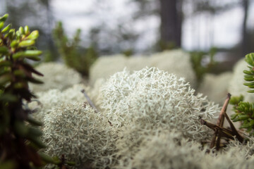 Close-up of light grey lichen on the ground in the forests of Finland in summer