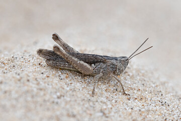 Field Grasshopper