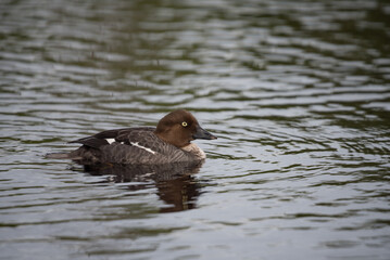 Goldeneye waterbird swimming on a lake in the forests of Finland in summer
