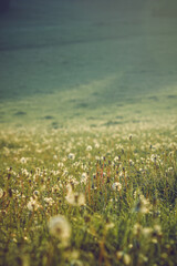 A vast meadow filled with dandelions bathed in soft morning sunlight. The golden hues and dewdrops create a serene, dreamlike atmosphere, capturing the beauty of nature at dawn