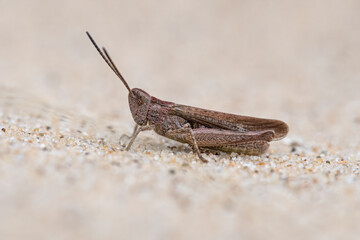 Field Grasshopper