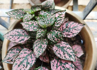 Hypoestes phyllostachya, the polka dot plant, is a species of flowering plant in the family...