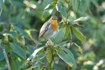 European robin (Erithacus rubecula) sitting on a tree branch in Zurich, Switzerland