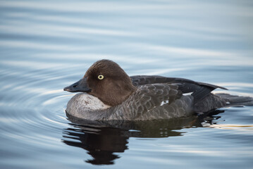 Goldeneye waterbird swimming on a lake in the forests of Finland in summer