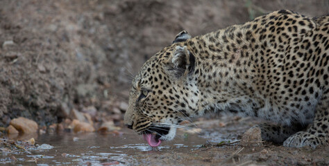 Leopard