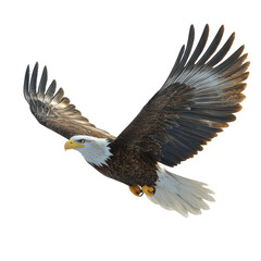 Eagle isolated on transparent background, PNG