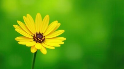 Obraz premium Vibrant Yellow Flower Against a Lush Green Background, a Perfect Image for Spring or Summer Designs and Projects Illustrating Natural Beauty and Serenity