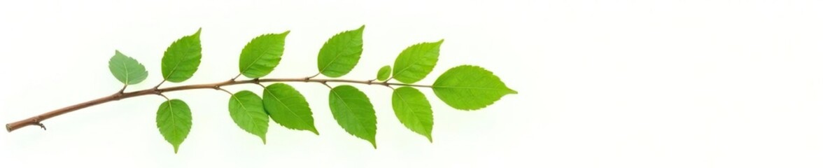Fototapeta premium Single leaf branch isolated on white background, green, branches