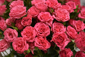 Pink roses in full bloom arranged beautifully in a bouquet for any occasion