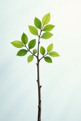 Fototapeta premium A lone branch against a white background with soft focus, branch, texture
