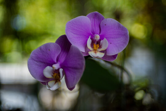 Close up shot of a pink phalaenopsis orchid	